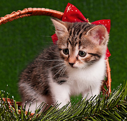 Image showing Kitten with Christmas fir tree