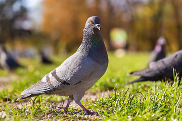 Image showing Pigeon bird walking