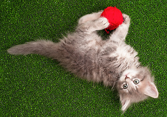 Image showing Kitten playing red clew of thread