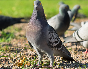 Image showing Pigeon bird walking