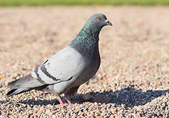 Image showing Pigeon bird walking