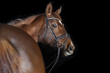 Image showing Warmblood Chestnut with bridle