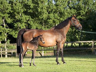 Image showing Holsteiner mare with young foal