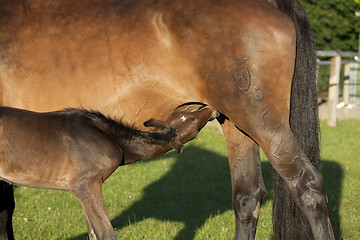 Image showing Foal sucks at Mare