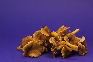 Image showing winter mushrooms
