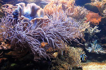 Image showing detail of coral background