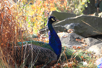 Image showing peacock is resting