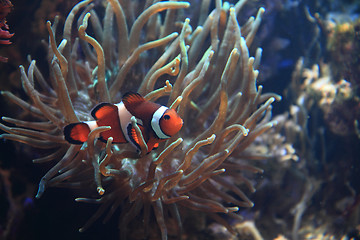 Image showing nemo fish (clown fish)