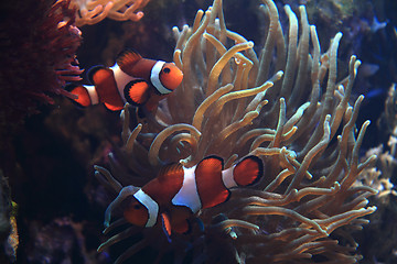 Image showing nemo fish (clown fish)