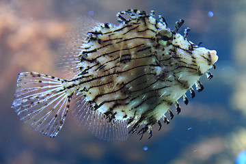 Image showing exotic fish in the sea 