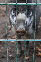 Image showing small wild pig 