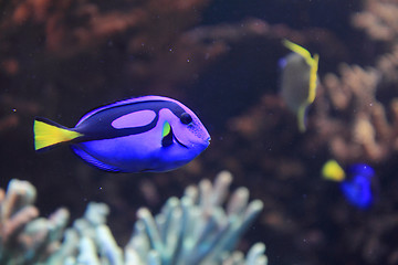 Image showing exotic fish in the sea 