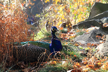 Image showing peacock is resting