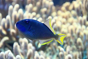 Image showing exotic fish in the sea 