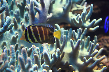 Image showing exotic fish in the sea 