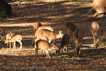 Image showing doe family is eating