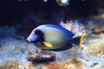 Image showing exotic fish in the sea 