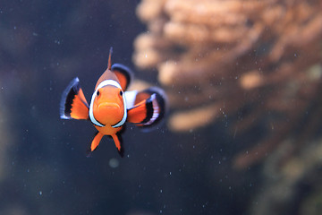 Image showing nemo fish (clown fish)