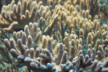 Image showing detail of coral background