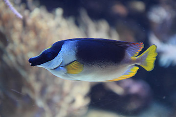 Image showing exotic fish in the sea 