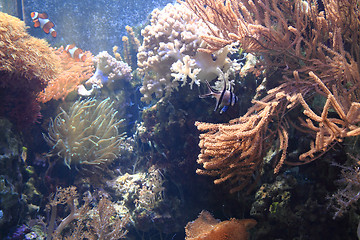 Image showing detail of coral background