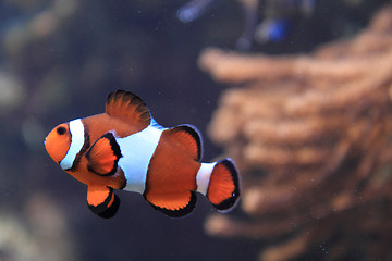 Image showing nemo fish (clown fish)