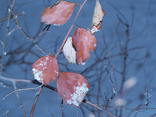 Image showing Leaves in winter