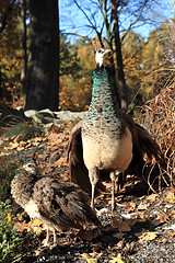 Image showing peacock is resting