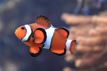 Image showing nemo fish (clown fish)