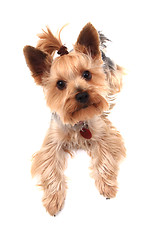 Image showing yorkie terrier isolated