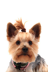 Image showing yorkie terrier isolated