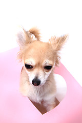 Image showing small sweet valentine chihuahua 