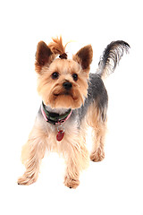 Image showing yorkie terrier isolated