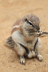 Image showing exotic sand squirrel 