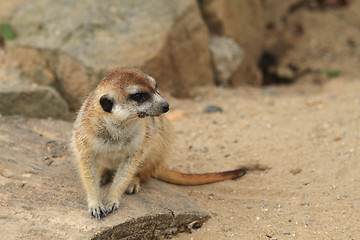 Image showing small meercat resting