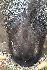 Image showing porcupine is eating rolls