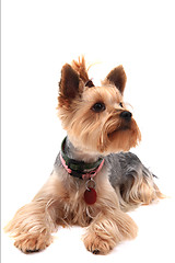 Image showing yorkie terrier isolated