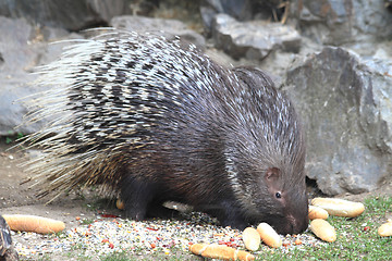 Image showing porcupine is eating rolls