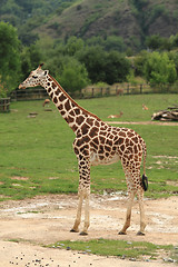Image showing giraffe in the green nature