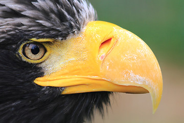 Image showing detail of black eagle head 