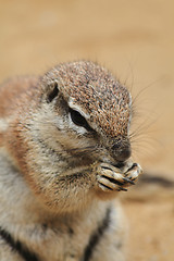 Image showing exotic sand squirrel 