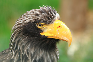 Image showing detail of black eagle head 