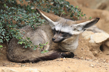 Image showing big fennec is resting