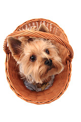 Image showing yorkie terrier isolated