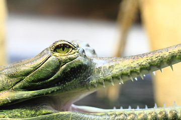 Image showing gavial detail (small aligator head)