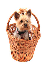 Image showing yorkie terrier isolated