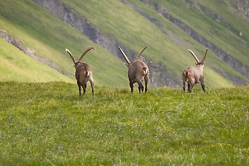 Image showing Alpine Ibex in the mountains