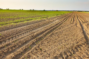 Image showing Agriculture