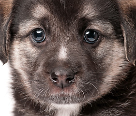 Image showing Portrait cute puppy