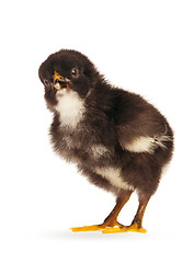 Image showing Black little chicken isolated